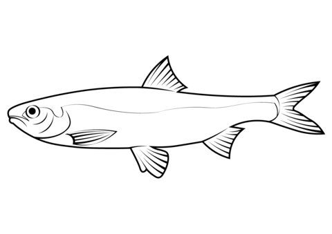 Caspian Kutum (Rutilus Kutum) Coloring Page